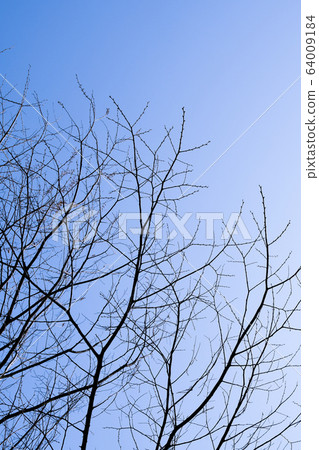 Tree branches and sky 64009184