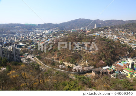 Seongbuk-gu. Jeongneung-dong. Spring flowers 64009340