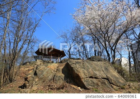 Seongbuk-gu. Jeongneung-dong. Spring flowers Seongbuk-gu. Jeongneung-dong. Spring flowers 64009361