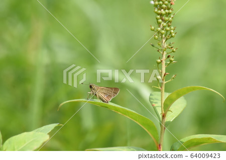 Ichimon dieselis 64009423