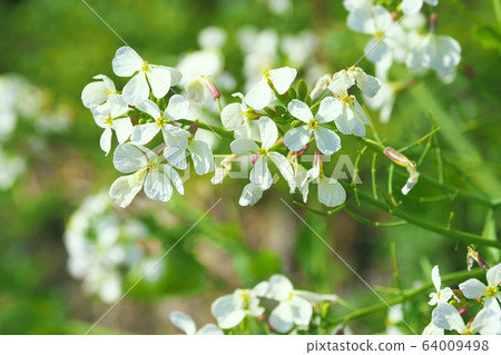 Radish (flower) 64009498