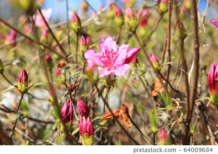 Seongbuk-gu. Jeongneung-dong. Spring flowers 64009684