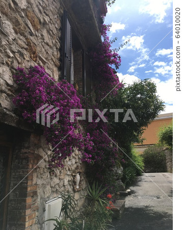 昂蒂布市紫色花法國歐洲尼斯戛納度假區老城區 64010020