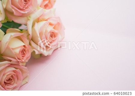 Pink roses on pink background. close up. selective focus 64010023