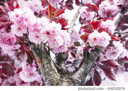 Soft pink flowers of Japanese sakura tree Soft pink flowers of Japanese sakura tree 64010074