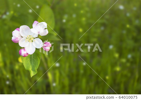 Beautiful single flower head of apple tree on bright green nature background Beautiful single flower head of apple tree on bright green nature background 64010075