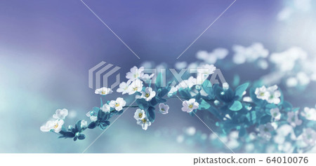 Nature blurred floral blue turquoise background with small white flowers Nature blurred floral blue turquoise background with small white flowers 64010076
