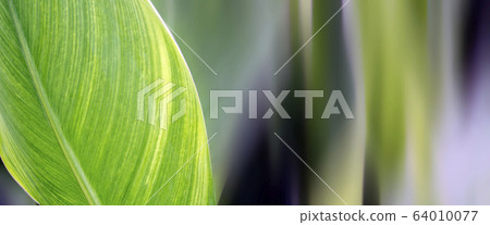Striped textured bright green single leaf 64010077