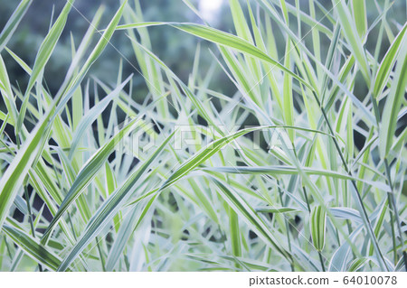 Freshness morning Nature blurred background with Green grass Freshness morning Nature blurred background with Green grass 64010078