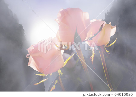 Beautiful blurred romance landscape with three roses flowers in haze Beautiful blurred romance landscape with three roses flowers in haze 64010080