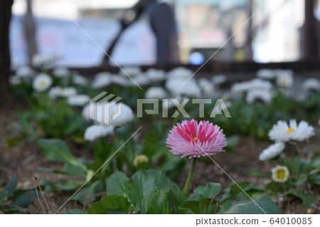 Pink flowers among white flowers Pink flowers among white flowers 64010085