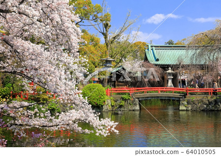 [Shizuoka Prefecture] Mishima Taisha (Itsukushima Shrine) where cherry blossoms are in full bloom 64010505