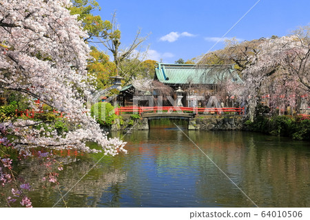 [Shizuoka Prefecture] Mishima Taisha (Itsukushima Shrine) where cherry blossoms are in full bloom 64010506