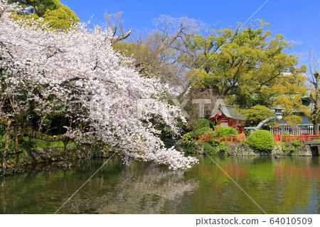 [Shizuoka Prefecture] Mishima Taisha (Itsukushima Shrine) where cherry blossoms are in full bloom 64010509