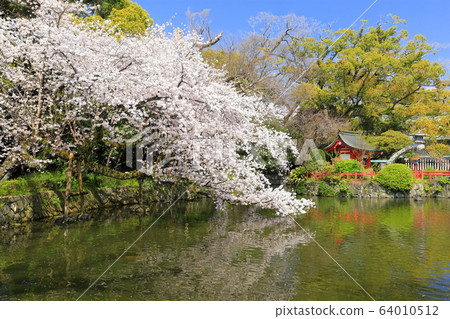 [靜岡縣]櫻花盛開的三島大社（五十島神社） 64010512