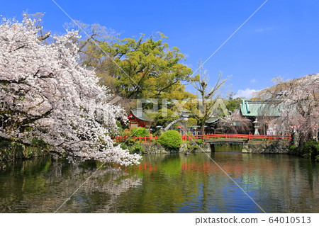 [靜岡縣]櫻花盛開的三島大社（五十島神社） 64010513