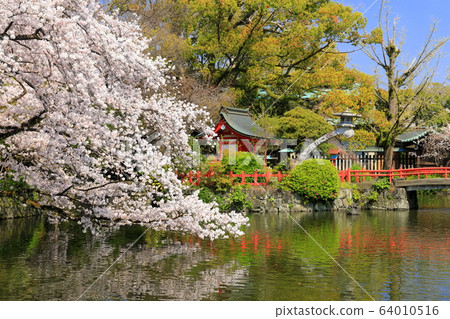 [靜岡縣]櫻花盛開的三島大社（五十島神社） 64010516