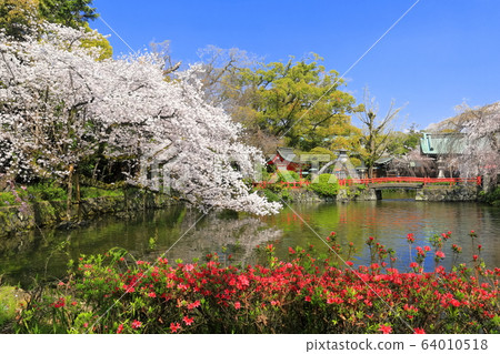 [靜岡縣]櫻花盛開的三島大社（五十島神社） 64010518
