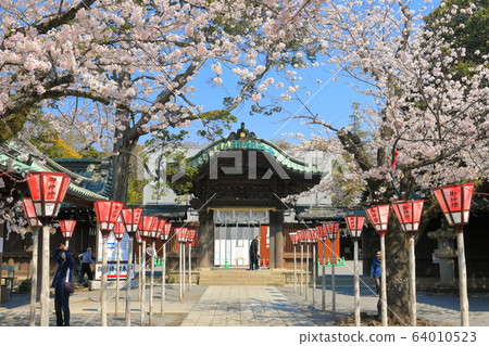 [Shizuoka Prefecture] Mishima Taisha Shrine in full bloom (Kamimon) 64010523