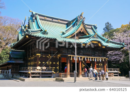 [Shizuoka Prefecture] Mishima Taisha Shrine in full bloom (Gohonden) 64010525
