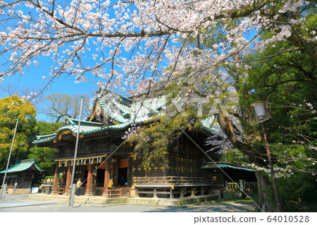 [Shizuoka Prefecture] Mishima Taisha Shrine in full bloom (Gohonden) 64010528