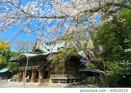 [Shizuoka Prefecture] Mishima Taisha Shrine in full bloom (Gohonden) 64010529