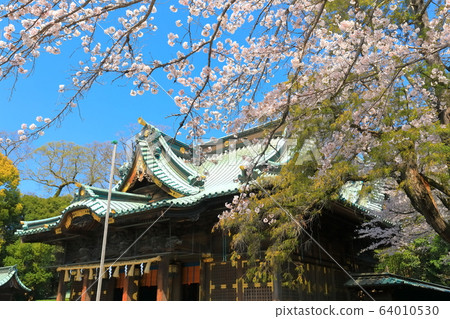 [Shizuoka Prefecture] Mishima Taisha Shrine in full bloom (Gohonden) 64010530