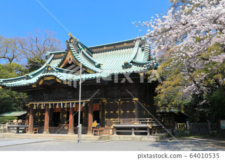 [靜岡縣]三島大社神社盛開（五本殿） 64010535