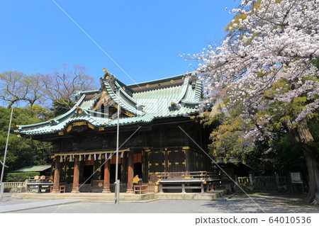 [靜岡縣]三島大社神社盛開（五本殿） 64010536