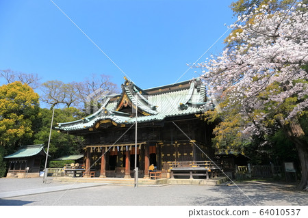 [靜岡縣]三島大社神社盛開（五本殿） 64010537