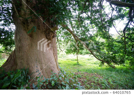 Thick and big kaya tree 64010765