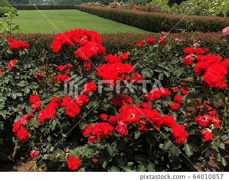 綠草與紅色花朵 64010857