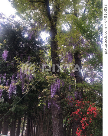 紫藤格子 64010858