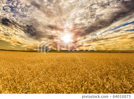 Beautiful summer landscape with field of wheat and 64010873