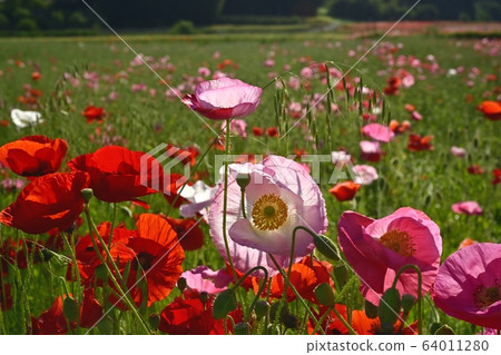 Poppy flower field 64011280