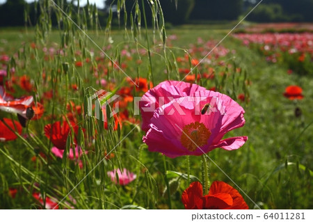 Poppy flower field Poppy flower field 64011281