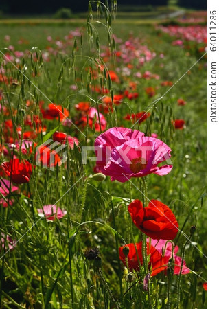 Poppy flower field 64011286