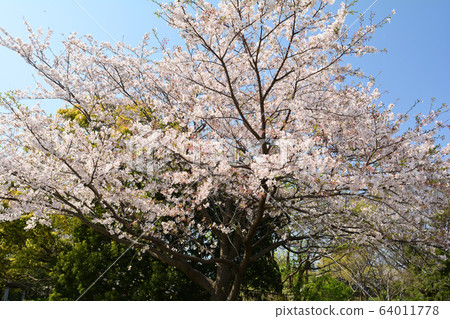 Yokohama Honmoku Summit Park 64011778