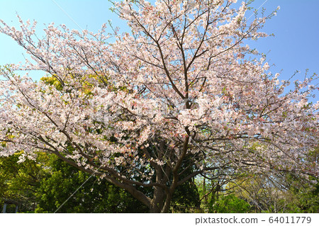 Yokohama Honmoku Summit Park 64011779