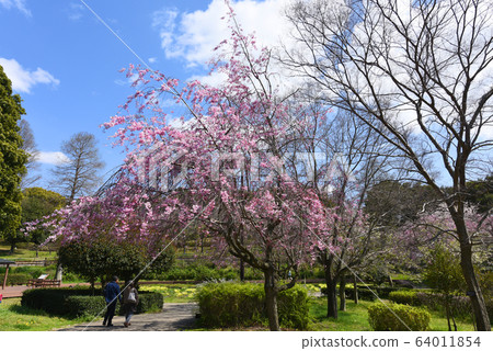 Asahi Park Sakura Asahi Park Sakura 64011854