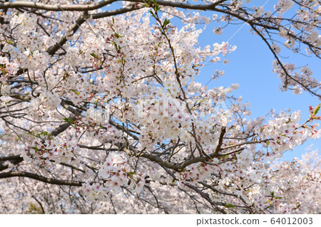 Yokohama Honmoku Summit Park 64012003