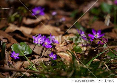 Wildflowers blooming in satoyama, purple snow grass Wildflowers blooming in satoyama, purple snow grass 64012309