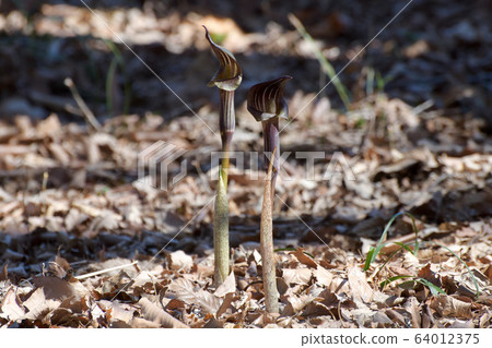 Mimi gutatannshow 64012375