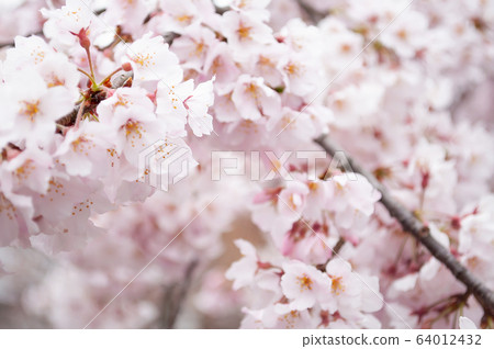Cherry Blossoms	 64012432
