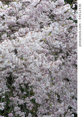 Cherry Blossoms	 64012436