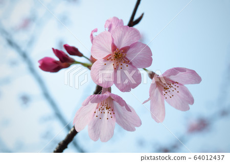 Cherry Blossoms	 64012437