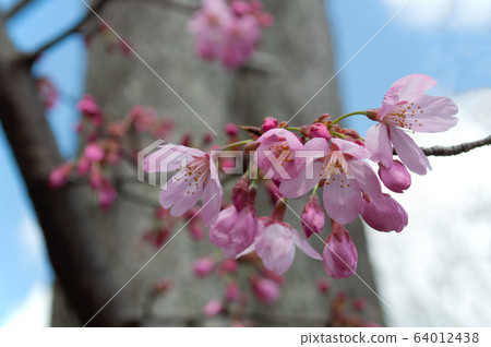 Cherry Blossoms	 64012438