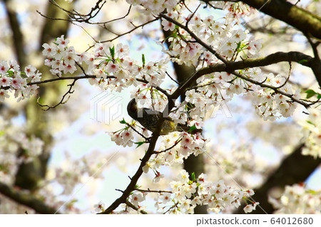 球莖 球莖 64012680