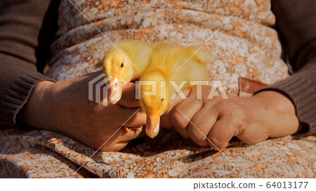 Ducklings Held In Womans Hands. Cute Baby Animals 64013177