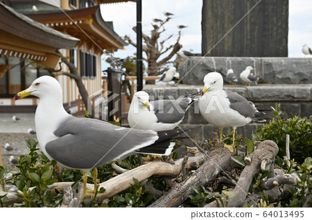 Pigeon cattle on Kabushima 64013495